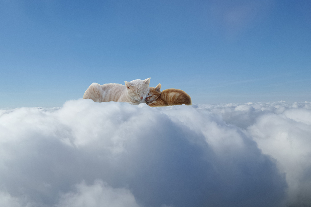 cloud cats